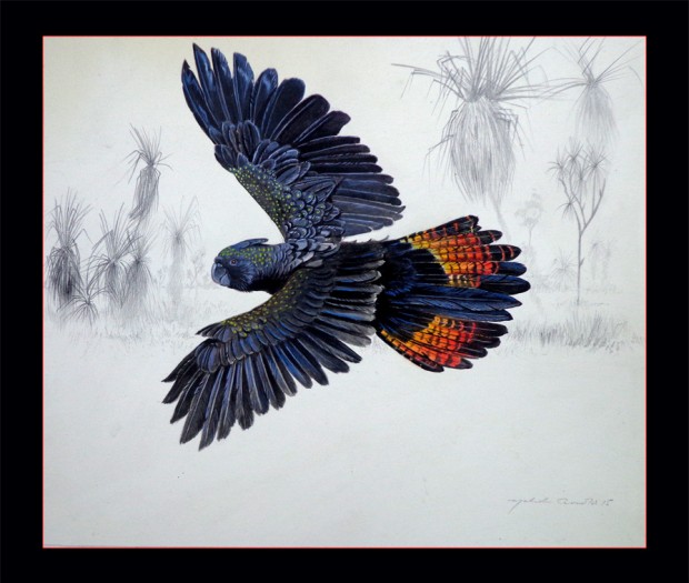 Red tailed Black Cockatoo Kakadu by Malcolm Arnold